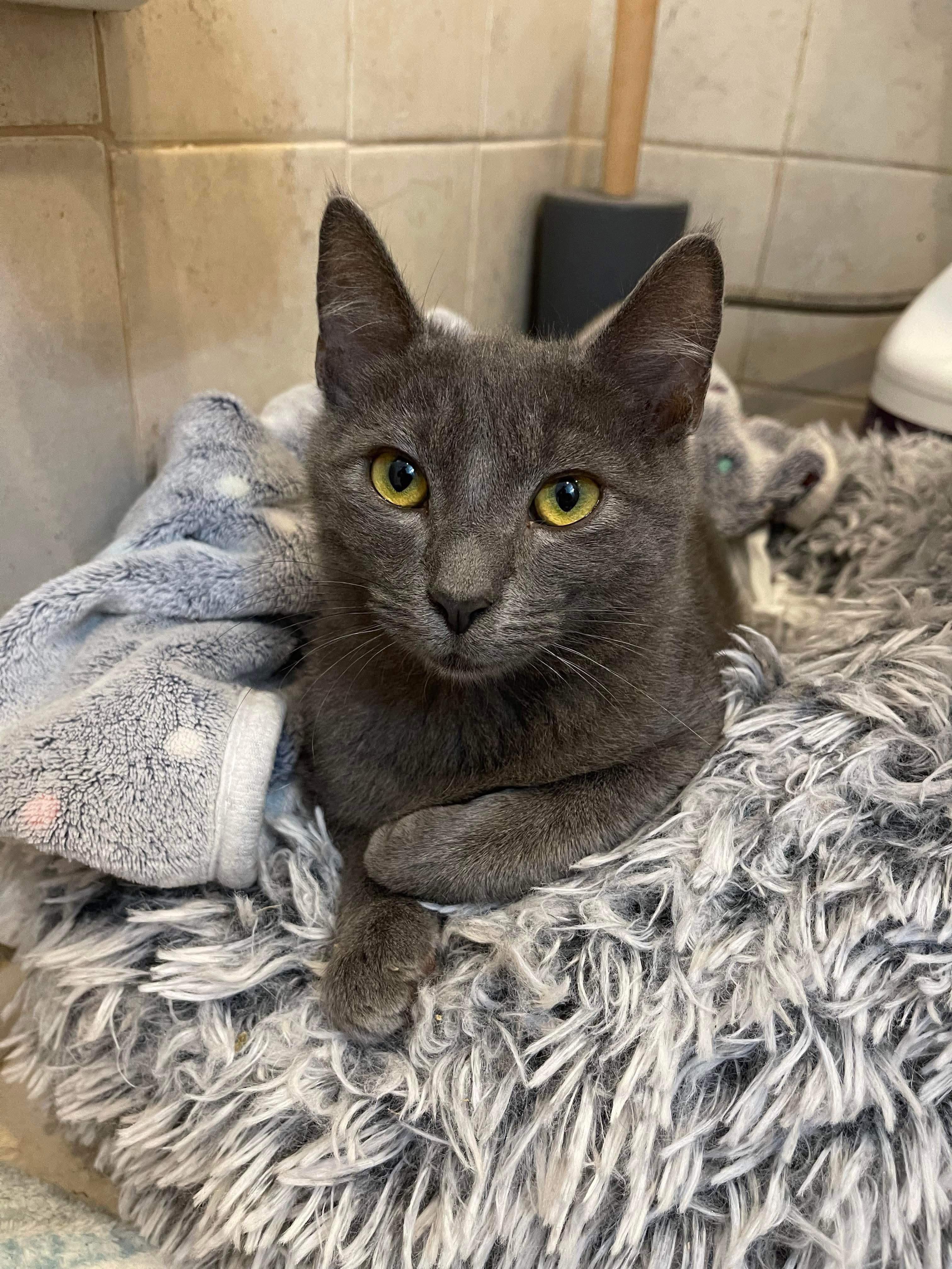 Enlarge Fuji =^.^=, a Adoptable Domestic Short Hair in Jacksonville, FL image 1/2