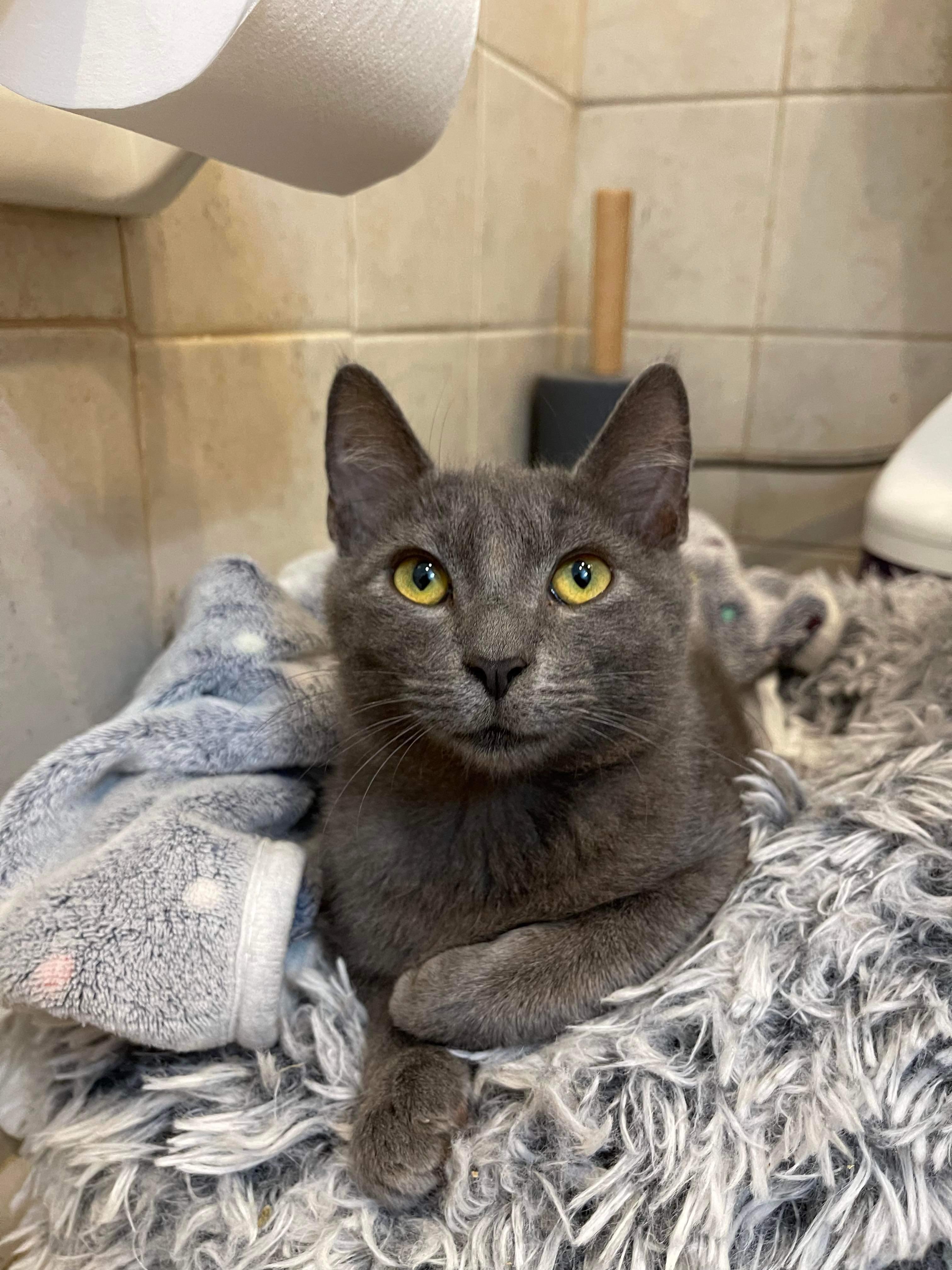 Enlarge Fuji =^.^=, a Adoptable Domestic Short Hair in Jacksonville, FL image 2/2