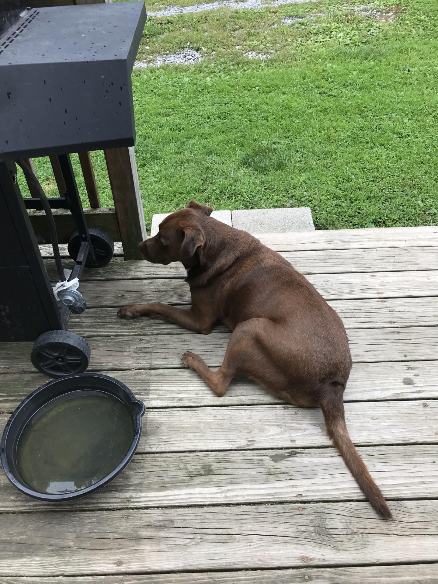 Opie (courtesy post), Adoptable, Adult Male Labrador Retriever.
