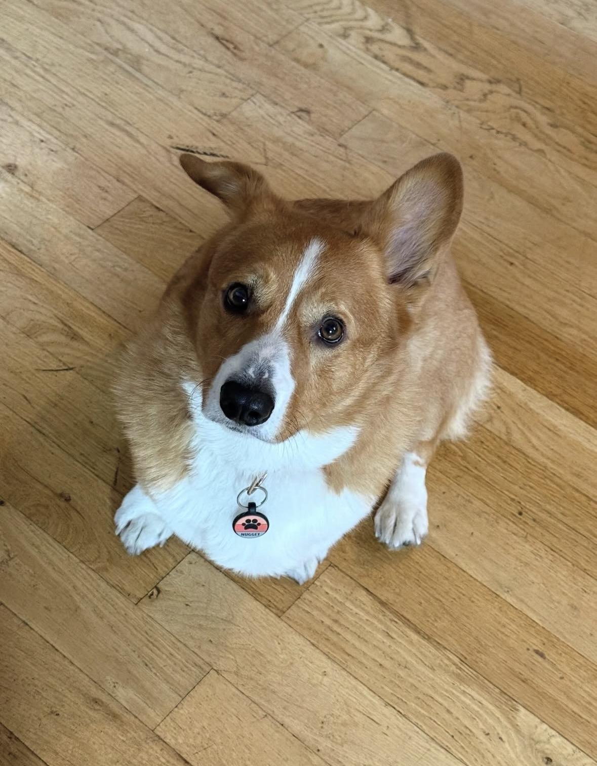 Nugget, an adopted Corgi in Pasadena, CA image 6/6
