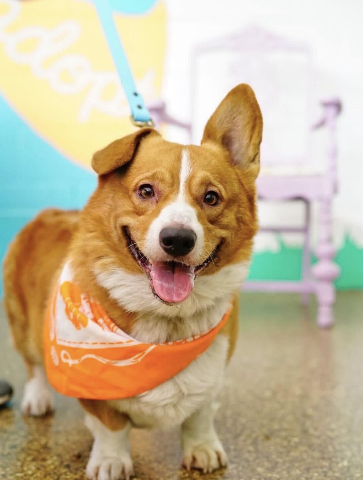Nugget, an adopted Corgi in Pasadena, CA image 1/6
