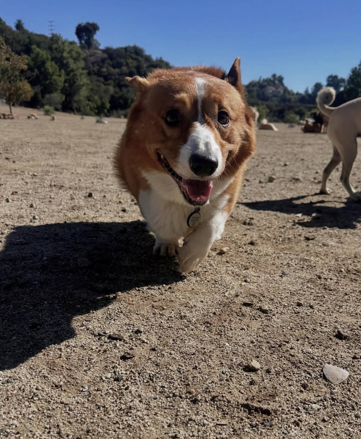 Nugget, an adopted Corgi in Pasadena, CA image 3/6
