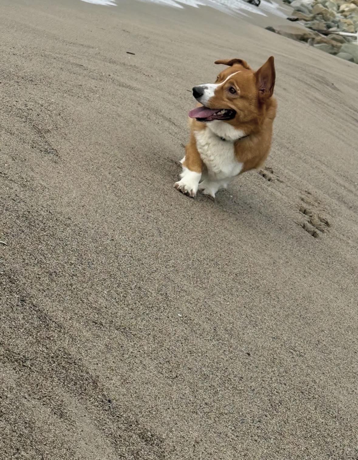 Nugget, an adopted Corgi in Pasadena, CA image 5/6