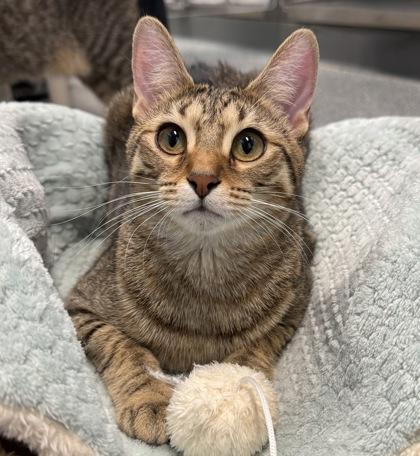 Enlarge Doris, a Adoptable mixed breed in Tinley Park, IL image 4/6