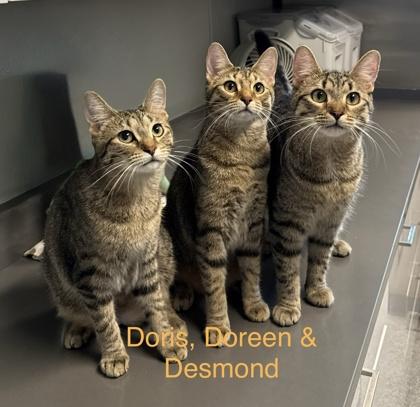 Enlarge Doris, a Adoptable mixed breed in Tinley Park, IL image 5/6