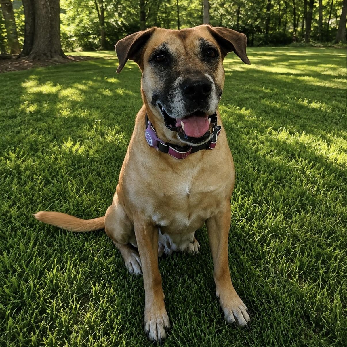 Enlarge Cookie Crumb, a Adoptable mixed breed in New York, NY image 1/4