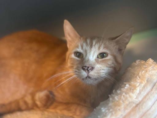 Enlarge Jake From State Farm, a Adoptable mixed breed in Lunenburg, MA image 2/2