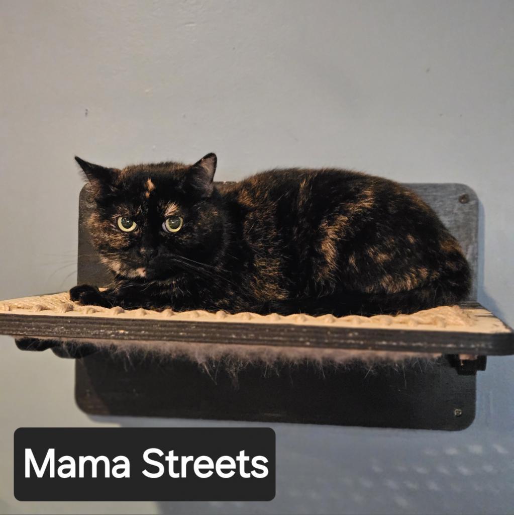 Mama Streets (Jinx), Adoptable, Adult Female Domestic Short Hair.