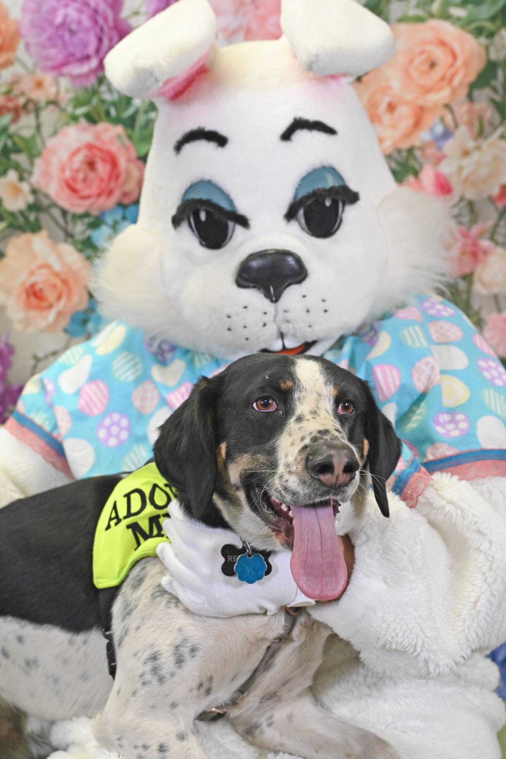 Enlarge Wapiti, a Adoptable Coonhound in Fishers, IN image 1/5