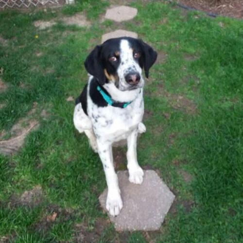 Enlarge Wapiti, a Adoptable Coonhound in Fishers, IN image 1/5