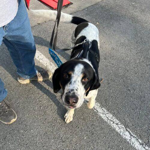 Enlarge Wapiti, a Adoptable Coonhound in Fishers, IN image 2/5