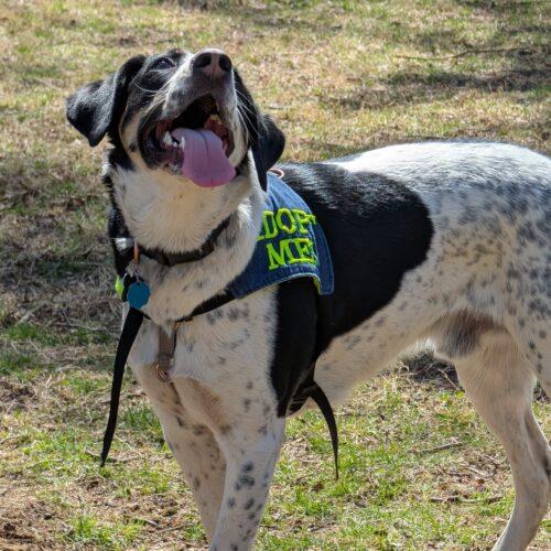 Wapiti, Adoptable, Adult Male Coonhound.