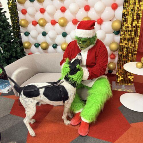 Enlarge Wapiti, a Adoptable Coonhound in Fishers, IN image 3/5