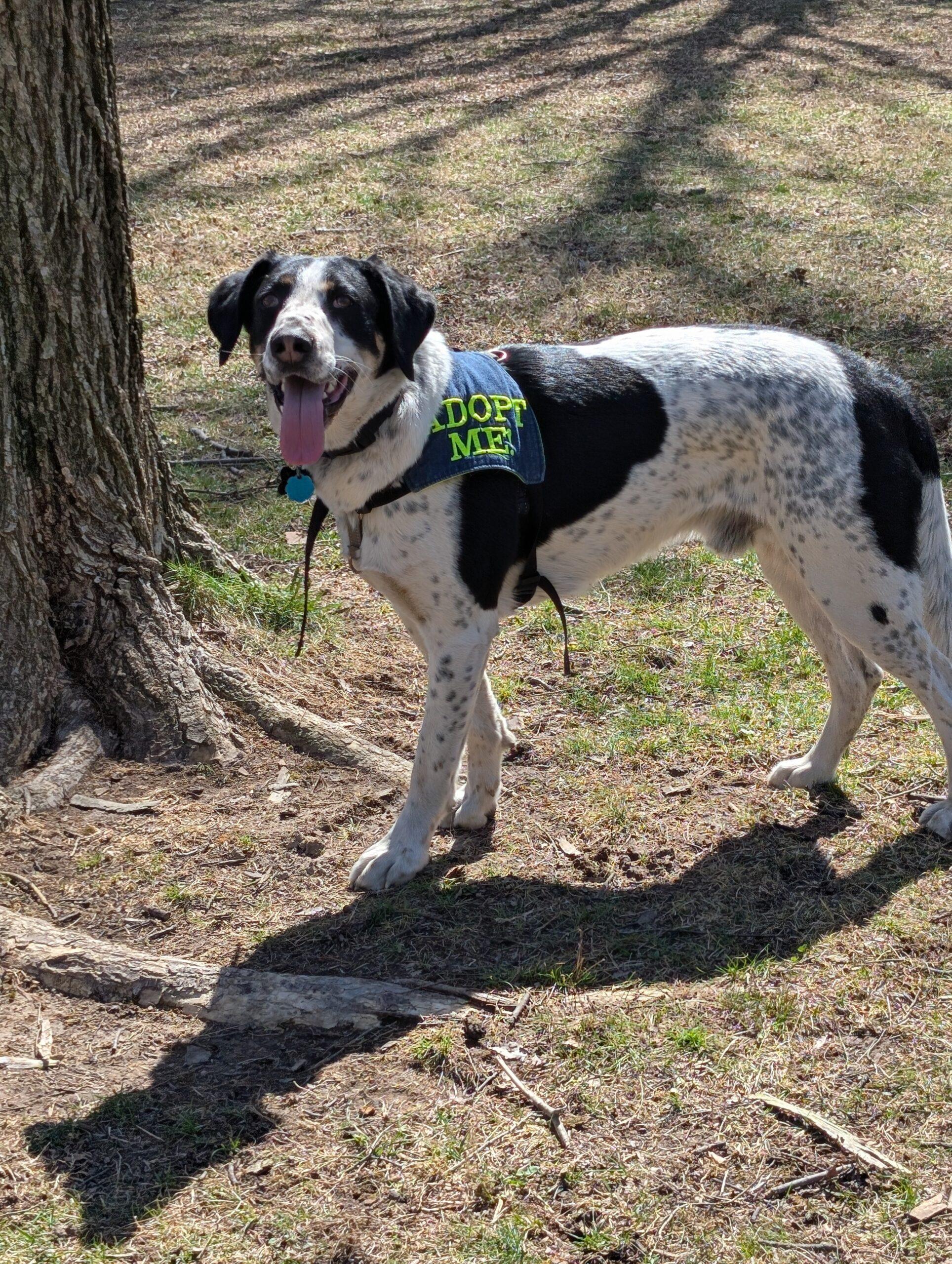 Wapiti, a Adoptable Coonhound in Fishers, IN image 2/5