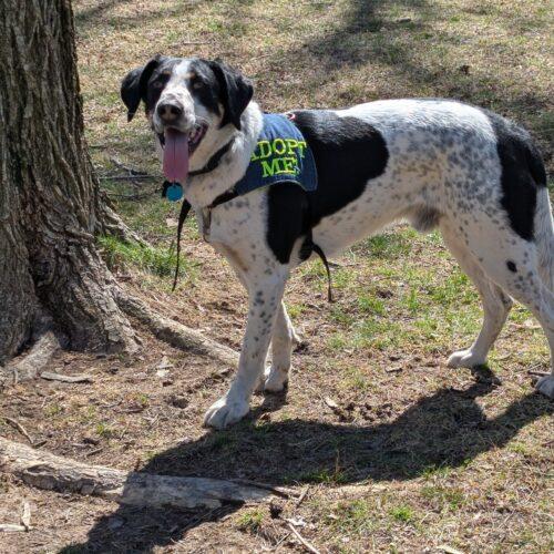 Enlarge Wapiti, a Adoptable Coonhound in Fishers, IN image 2/5