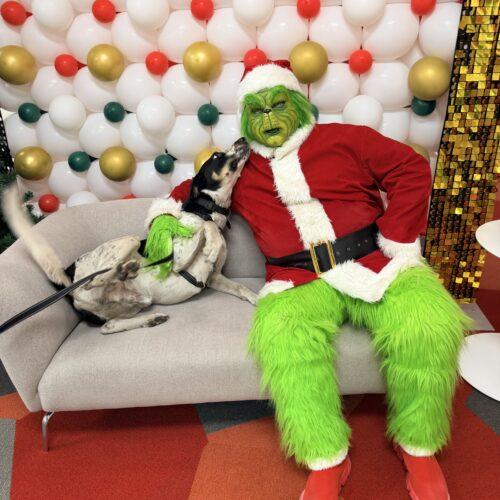 Enlarge Wapiti, a Adoptable Coonhound in Fishers, IN image 4/5