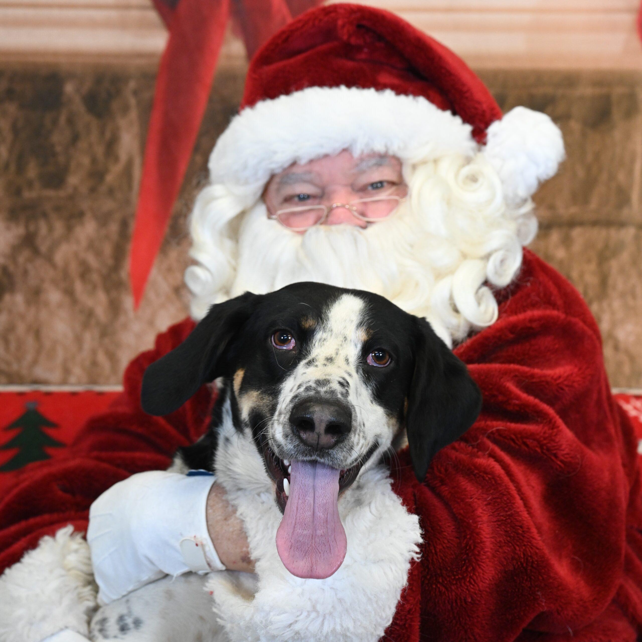 Enlarge Wapiti, a Adoptable Coonhound in Fishers, IN image 5/6