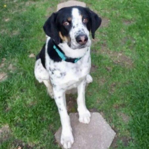 Enlarge Wapiti, a Adoptable Coonhound in Fishers, IN image 3/5