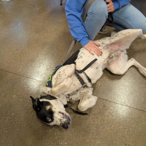 Enlarge Wapiti, a Adoptable Coonhound in Fishers, IN image 4/5