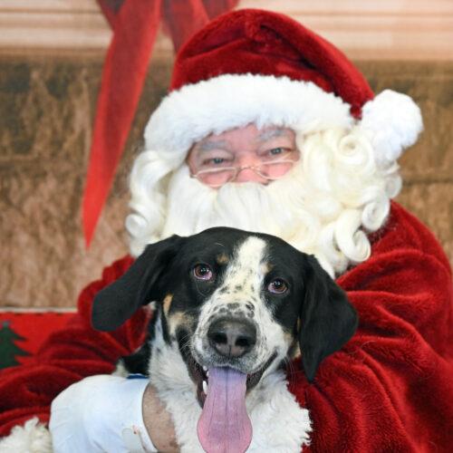 Enlarge Wapiti, a Adoptable Coonhound in Fishers, IN image 5/5