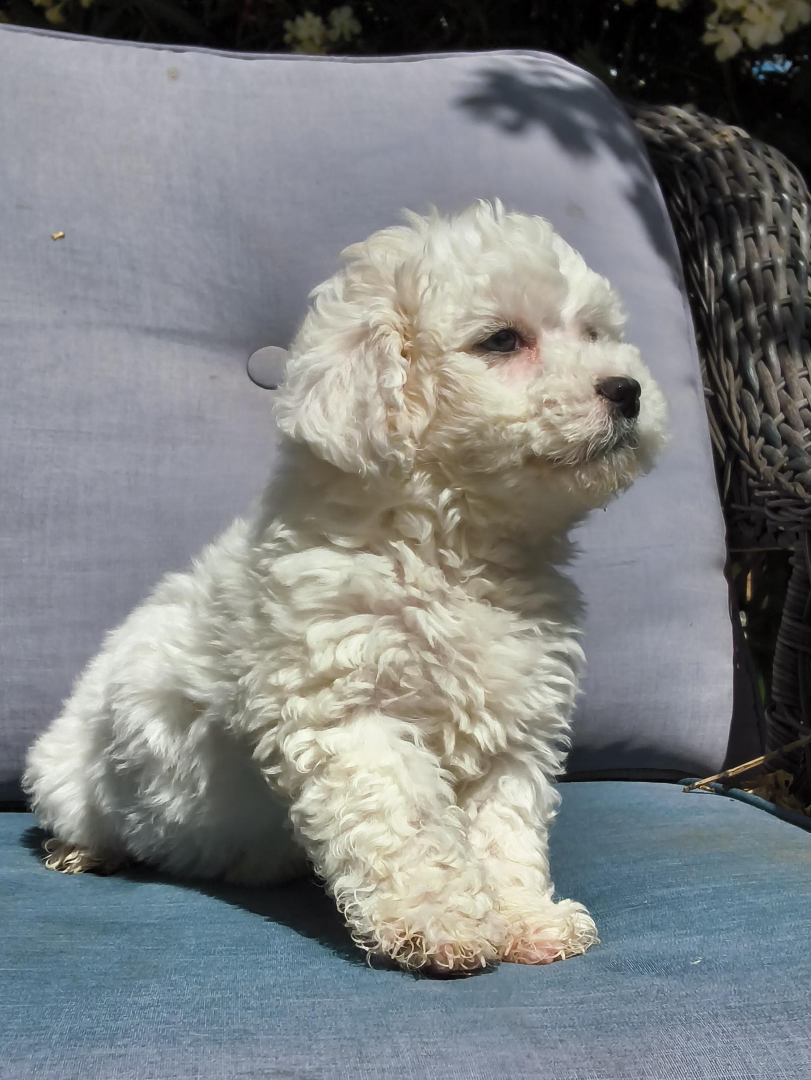 Cupcake, an adopted mixed breed in ontario, CA image 6/6