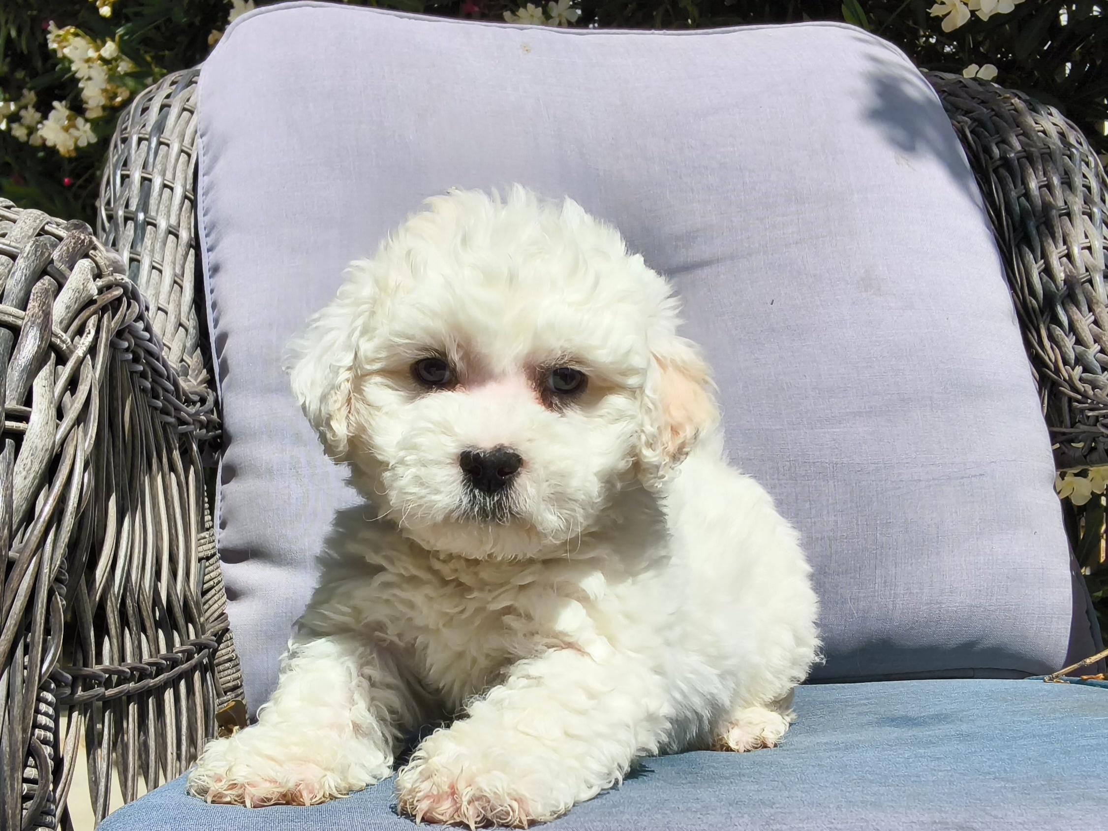 Cupcake, adopted, Puppy Female Maltipoo & Shih poo.