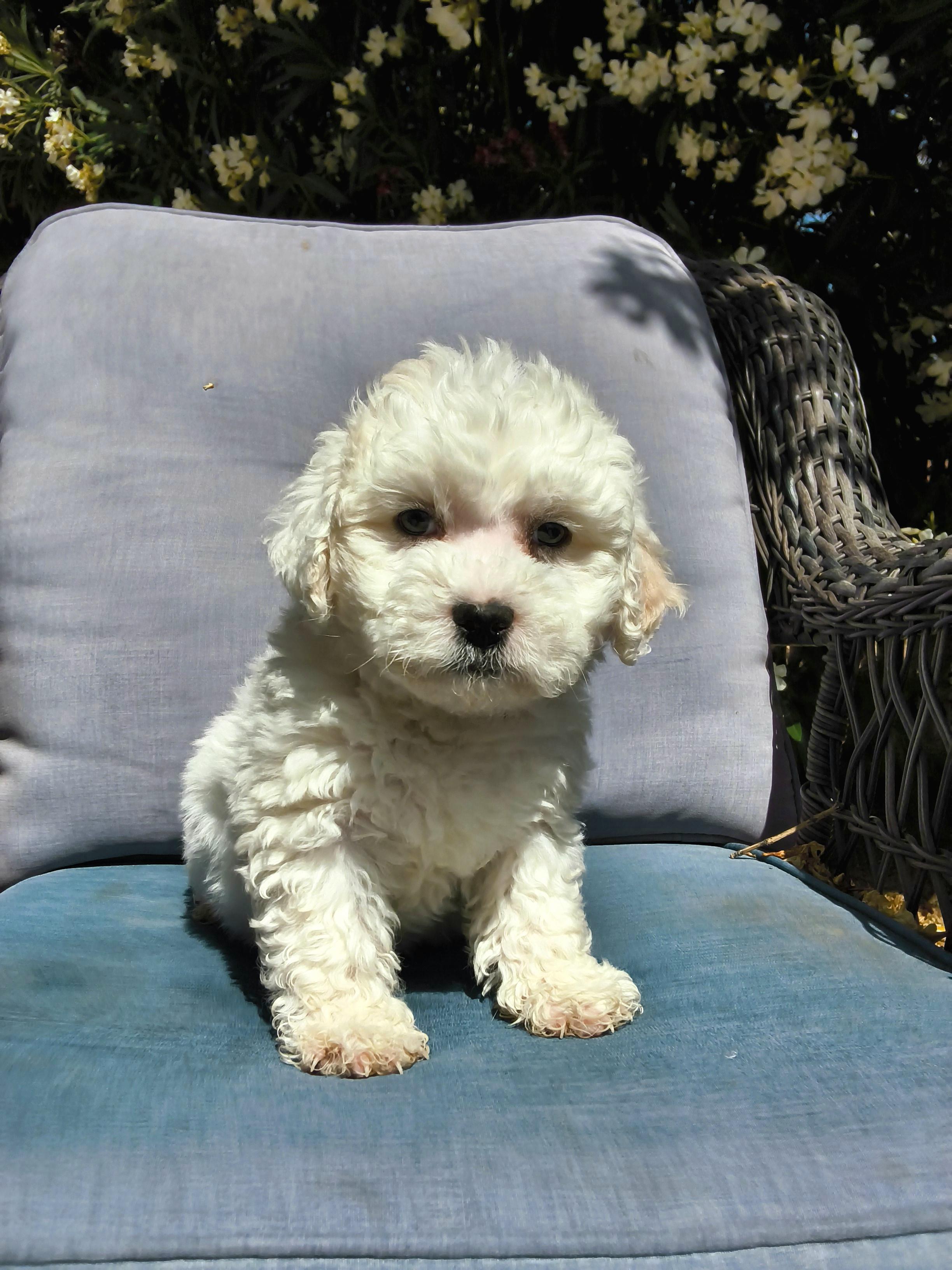 Cupcake, an adopted mixed breed in ontario, CA image 5/6