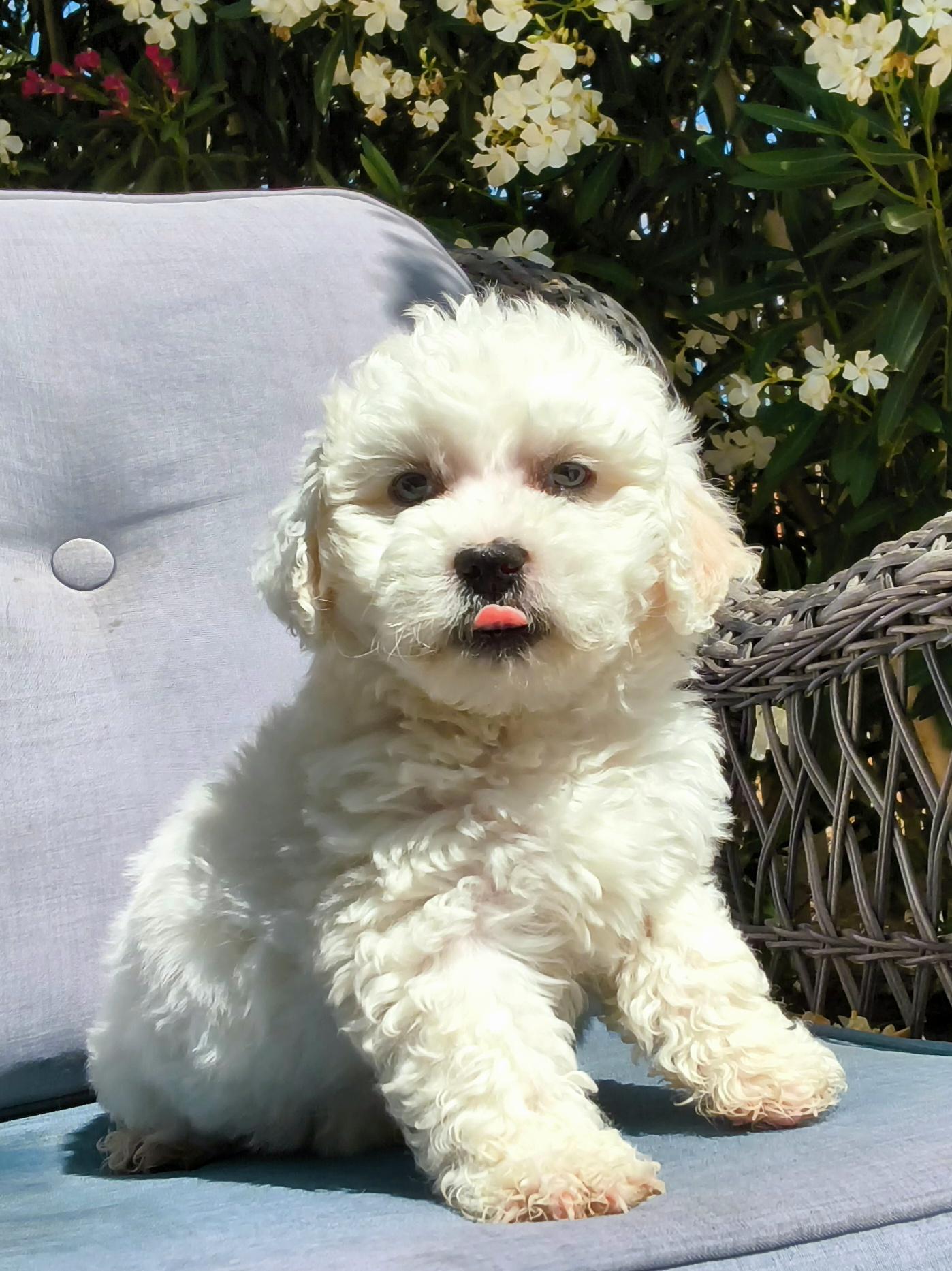Cupcake, an adopted mixed breed in ontario, CA image 4/6
