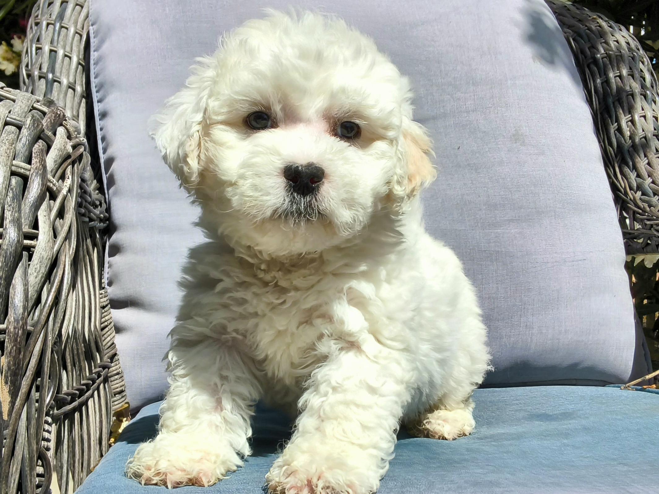 Cupcake, an adopted mixed breed in ontario, CA image 2/6