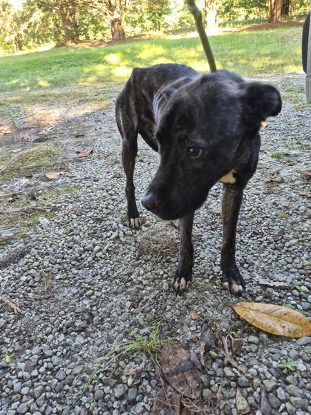 Enlarge Cliff, a Adoptable mixed breed in Lawrenceville, GA image 1/1