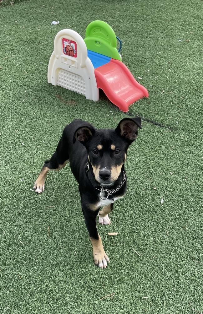 Enlarge Balsam, a Adoptable mixed breed in Papillion, NE image 1/3