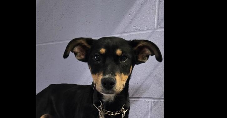 Enlarge Balsam, a Adoptable mixed breed in Papillion, NE image 2/3