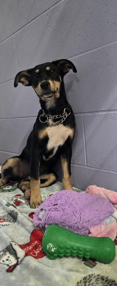 Enlarge Balsam, a Adoptable mixed breed in Papillion, NE image 3/3