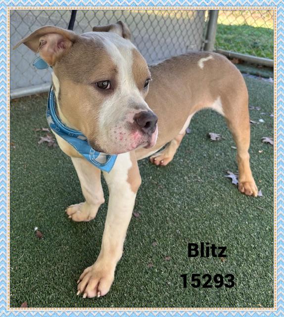 BLITZ, adoptable, Adult Male American Bully & Pit Bull Terrier.