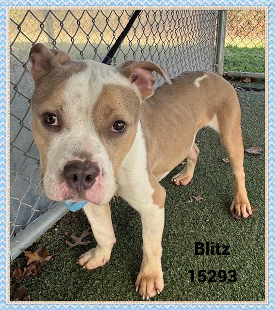 BLITZ, an adoptable mixed breed in Marietta, GA image 2/5
