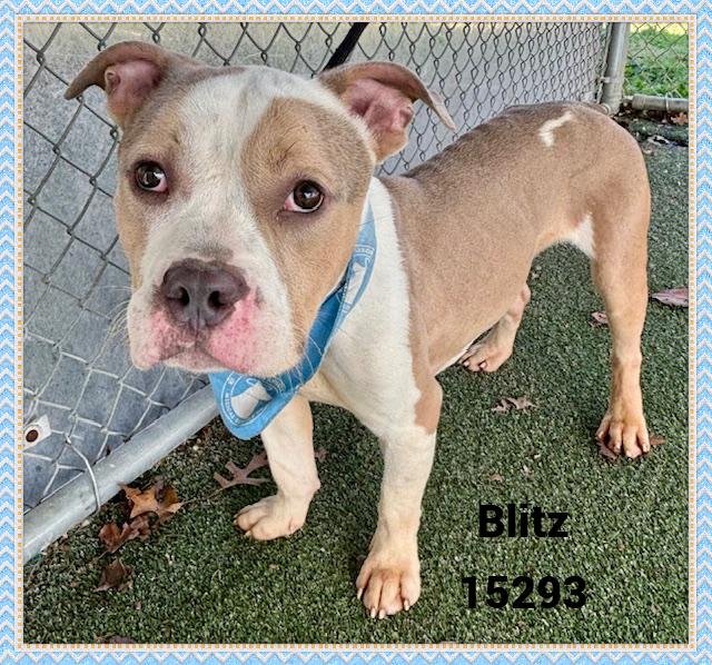 BLITZ, an adoptable mixed breed in Marietta, GA image 4/5