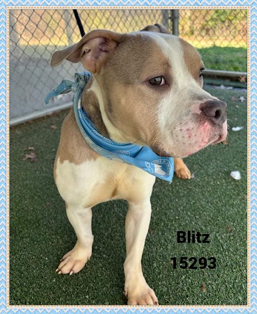 BLITZ, an adoptable mixed breed in Marietta, GA image 5/5