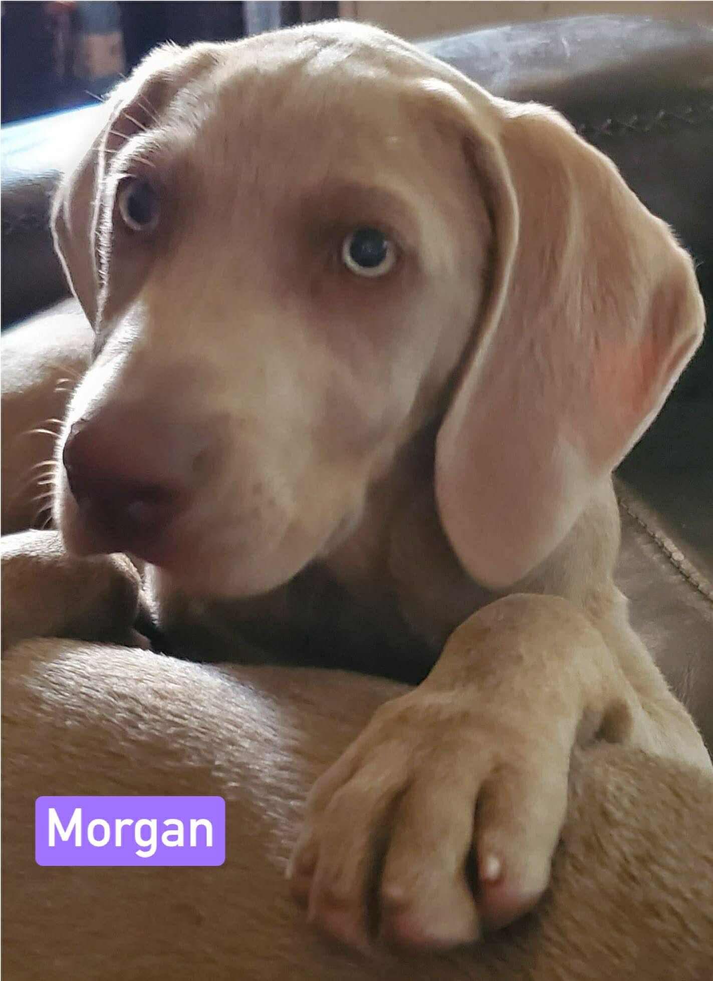 Morgan thumbnail 4