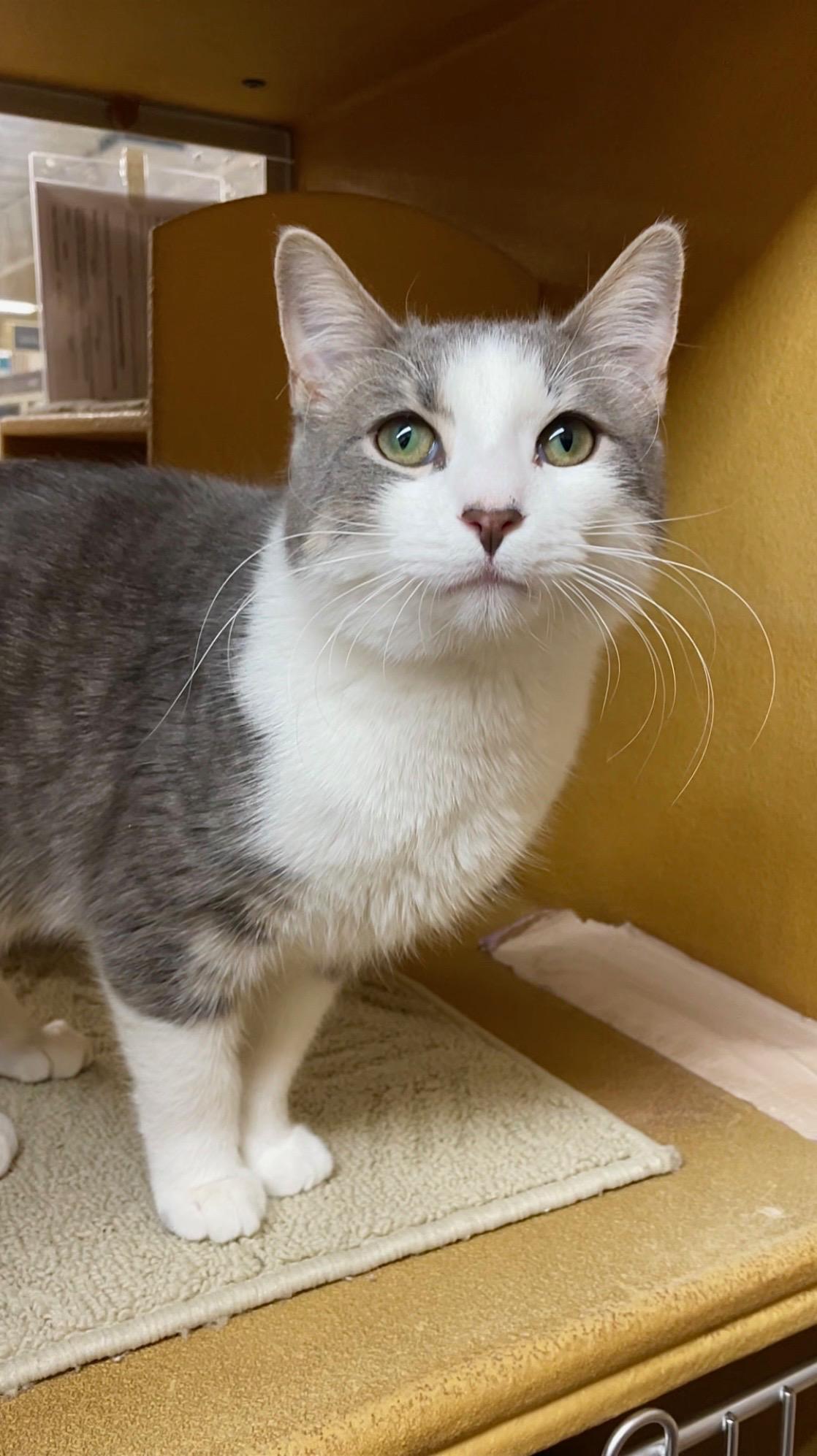 Enlarge Charleston, an adopted Domestic Short Hair in Barrington Hills, IL image 1/2