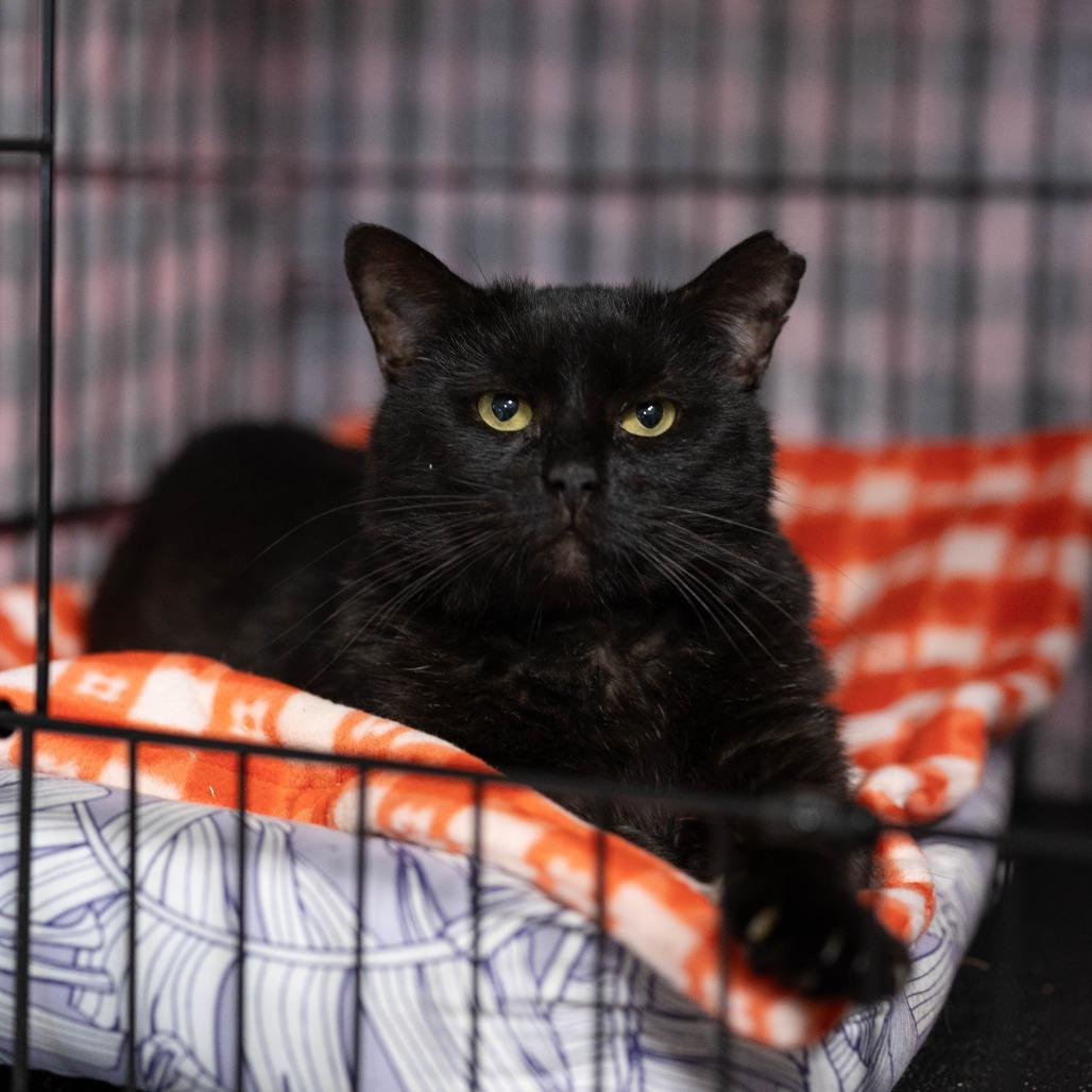 26-38 Desi, Adoptable, Adult Male Domestic Short Hair.