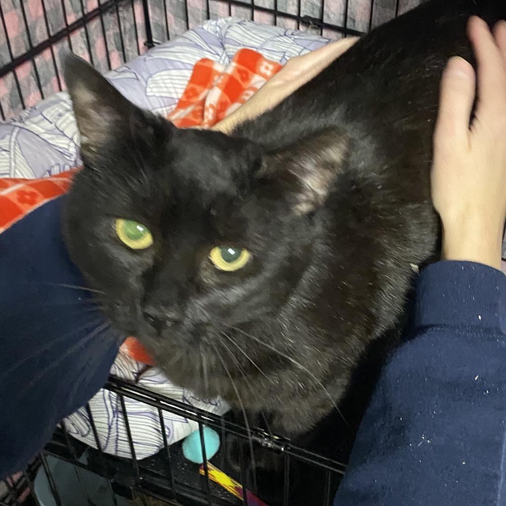 26-38 Desi, a Adoptable Domestic Short Hair in North Branford, CT image 2/3