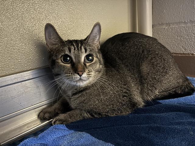 SERENA, Adoptable, Young Female Domestic Short Hair.