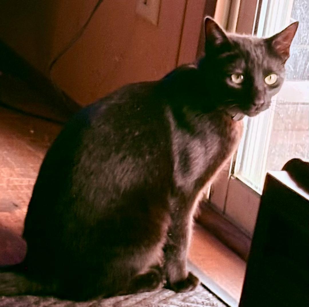 Lucy, an adopted Domestic Short Hair in Gastonia, NC image 2/4