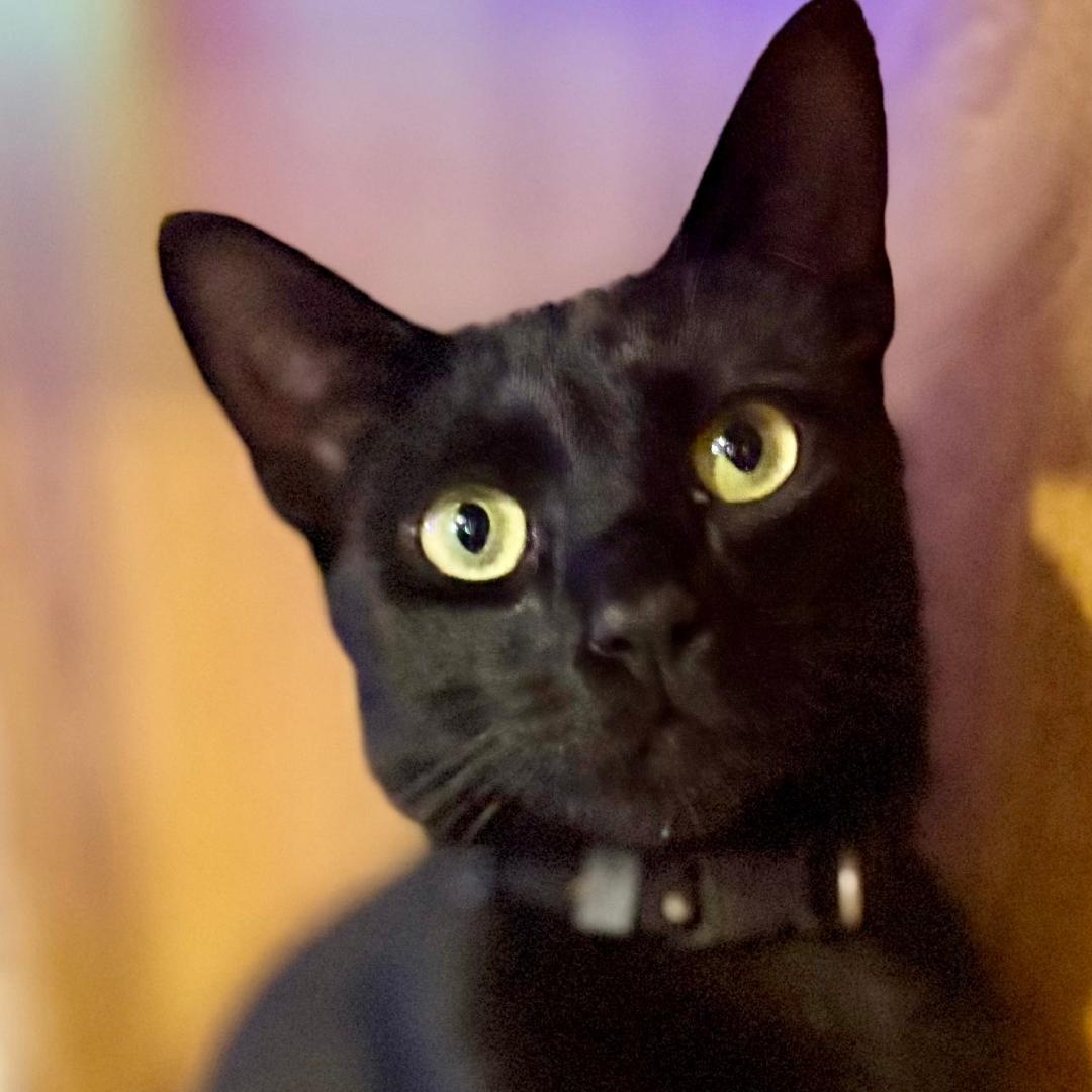 Lucy, an adopted Domestic Short Hair in Gastonia, NC image 4/4