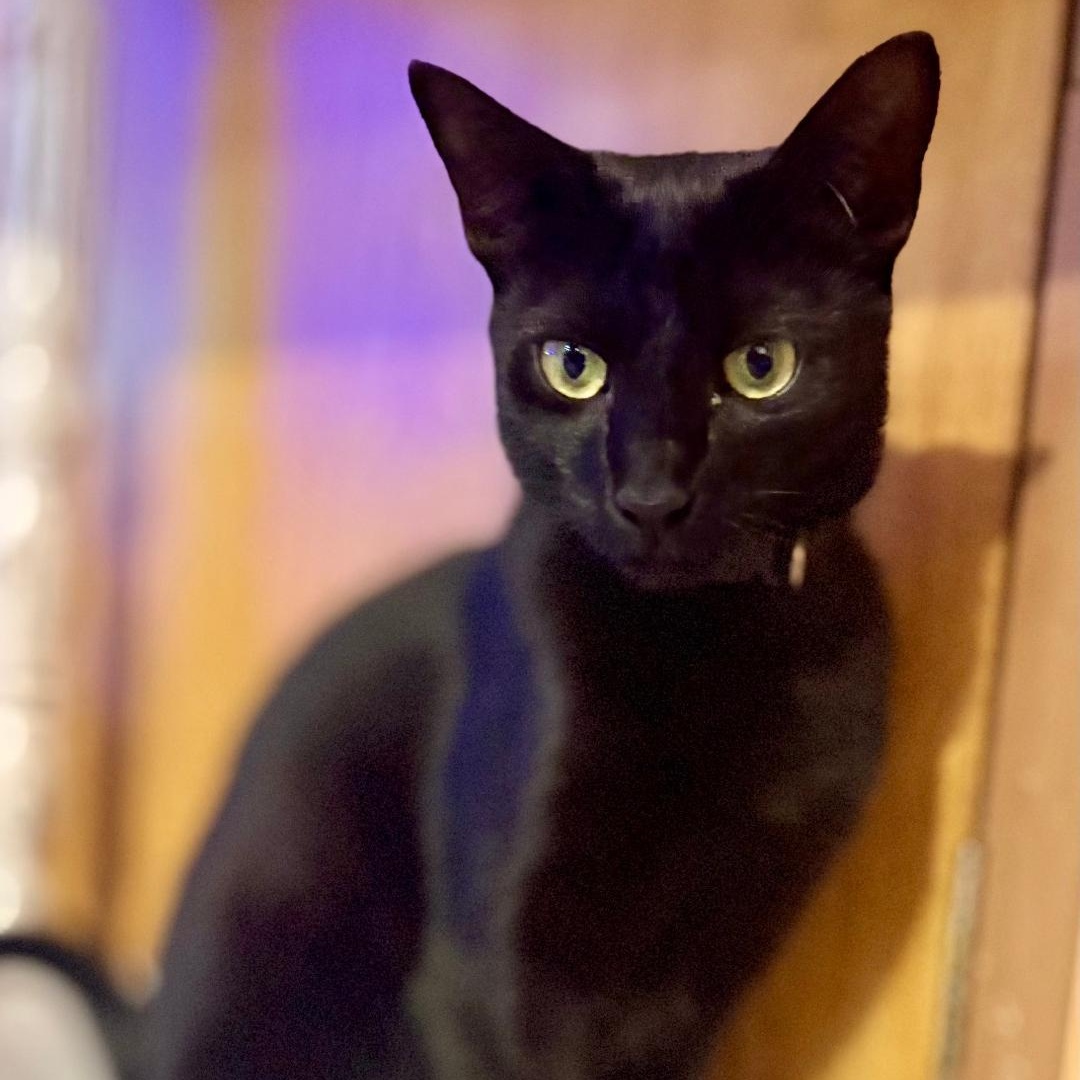Lucy, an adopted Domestic Short Hair in Gastonia, NC image 1/4