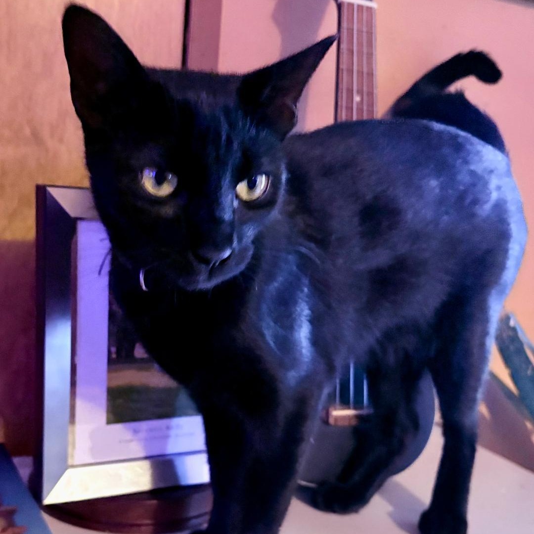 Lucy, an adopted Domestic Short Hair in Gastonia, NC image 3/4