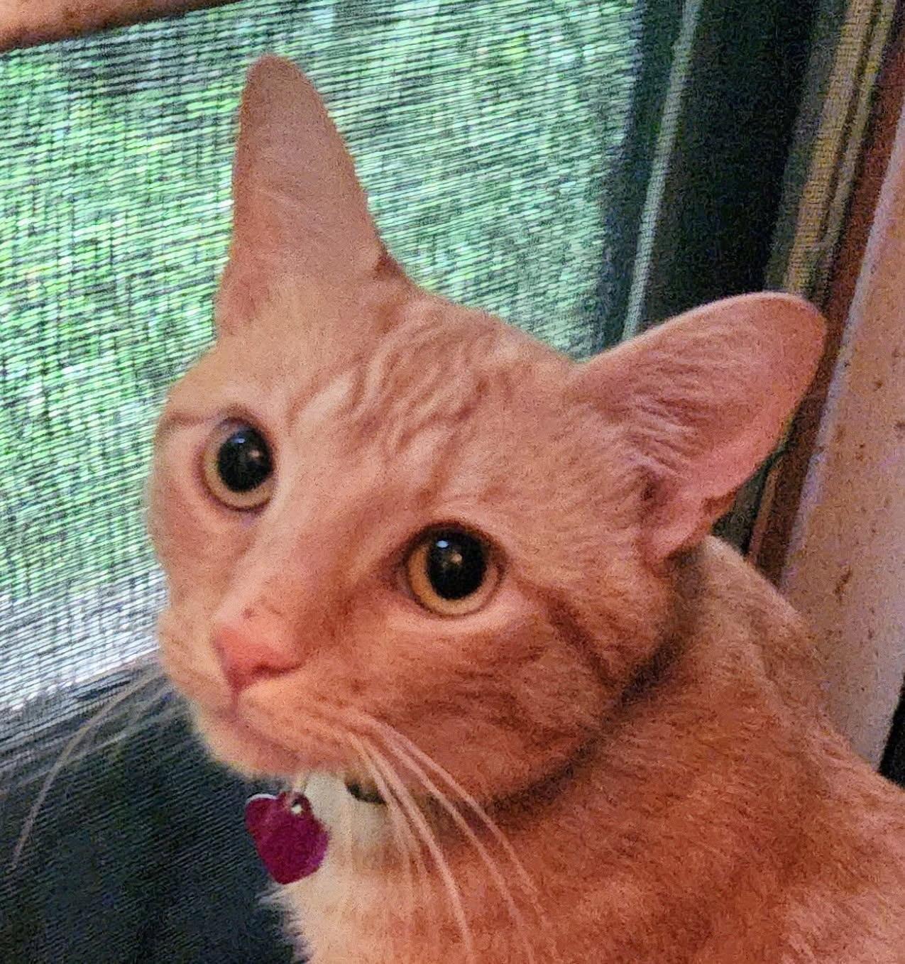 Gillie, a Adoptable Domestic Short Hair in Lansdowne, PA image 2/2