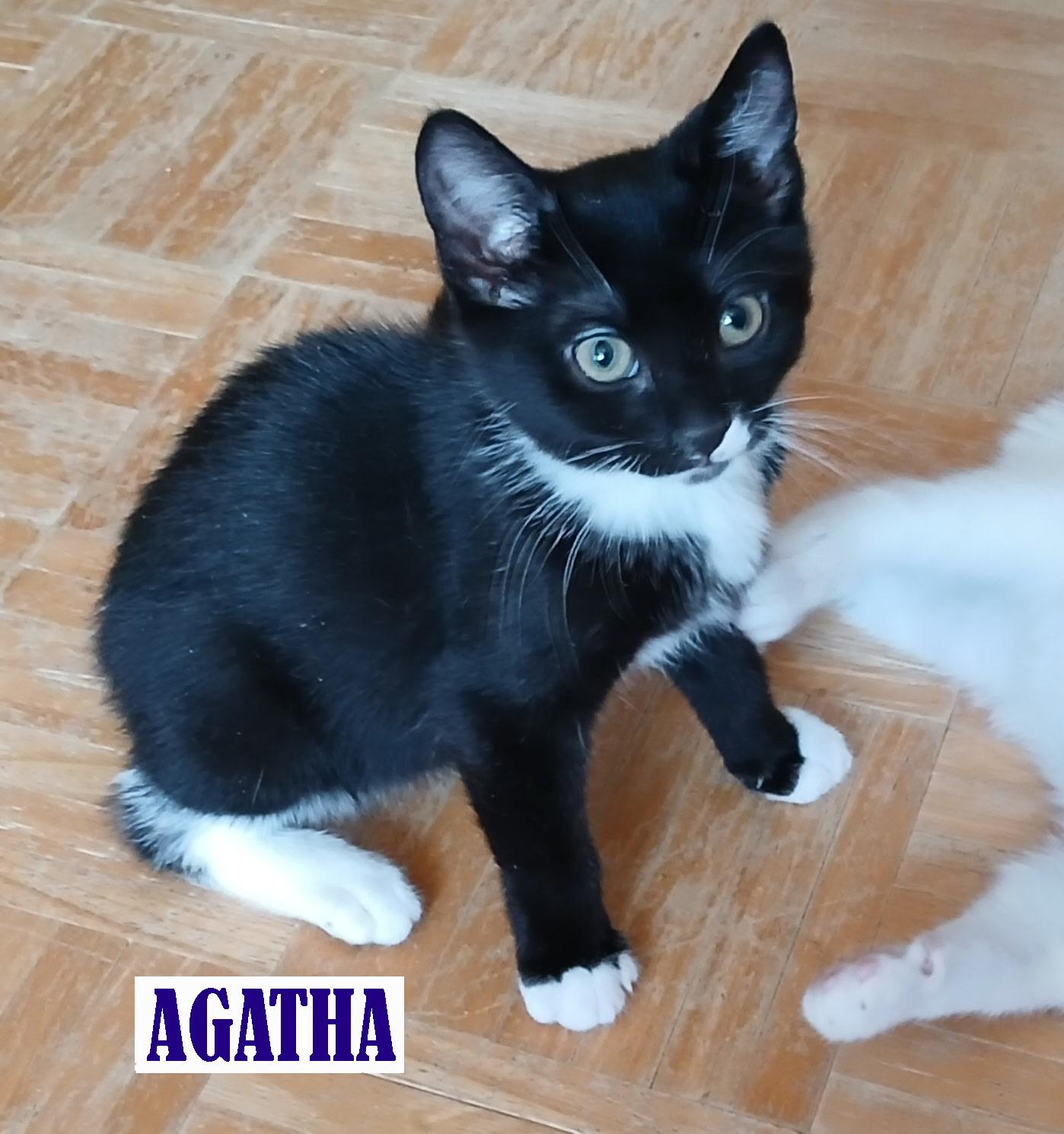 Agatha, Adoptable, Kitten Female Tuxedo.