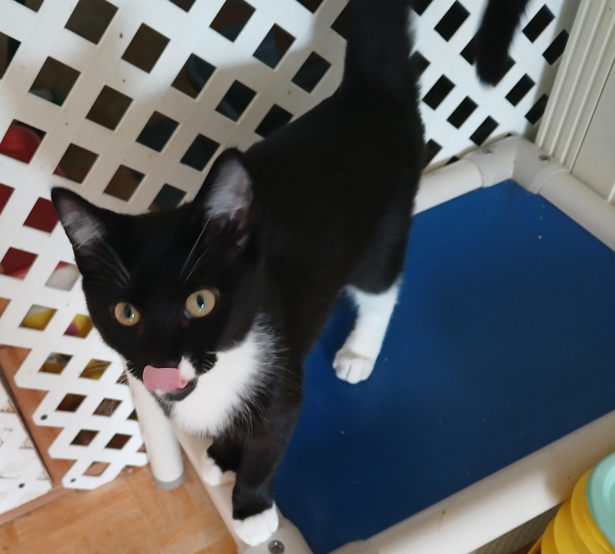 Enlarge Agatha, a Adoptable Tuxedo in Maple Shade, NJ image 2/3