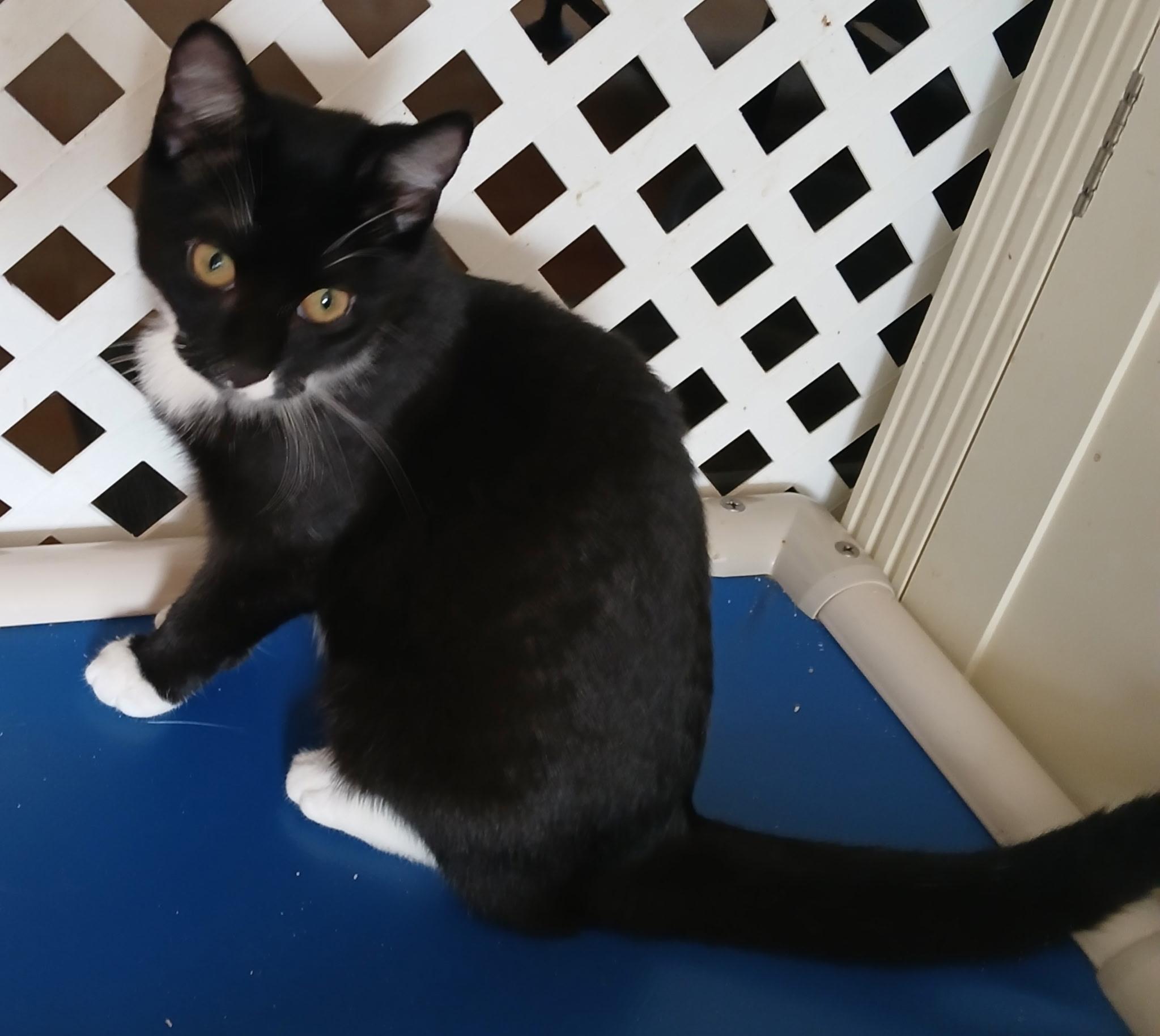 Enlarge Agatha, a Adoptable Tuxedo in Maple Shade, NJ image 3/3